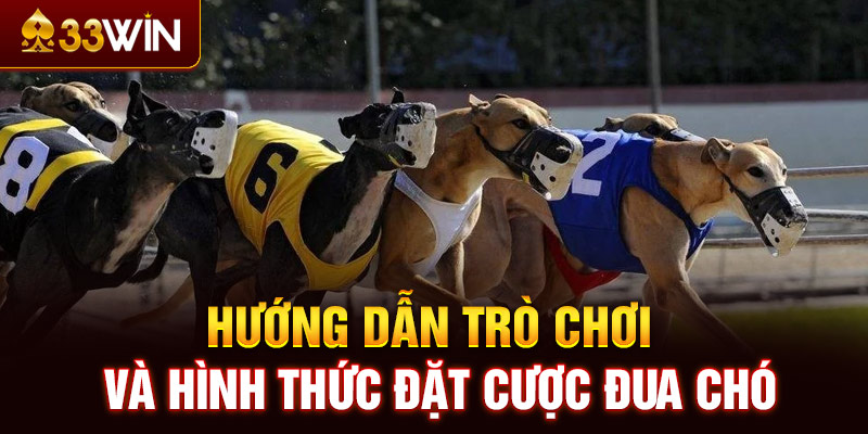 Hướng dẫn trò chơi và hình thức đặt cược đua chó